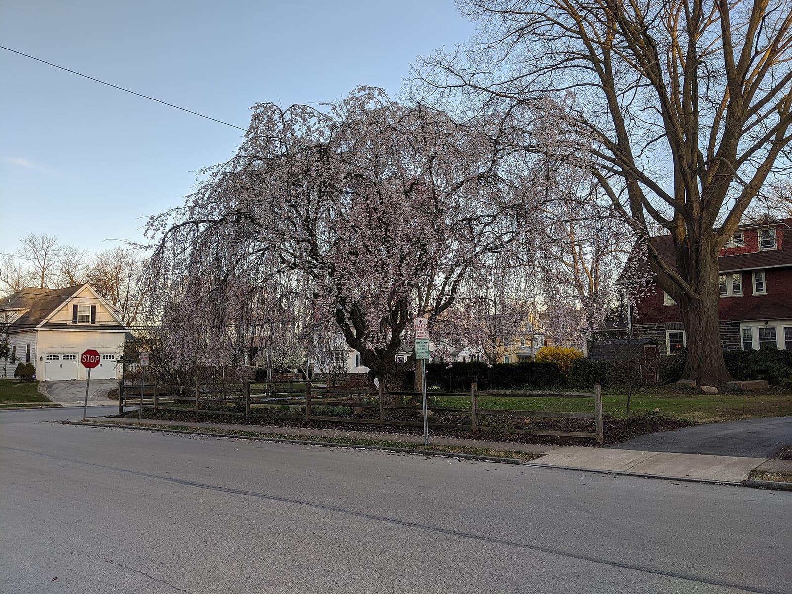 A flowering cherry tree on a residential street in Ardmore